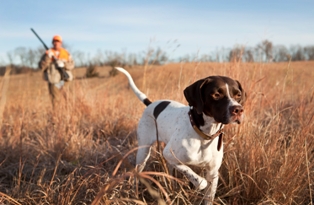 Κυνηγόσκυλο pointer - www.kalpaki.com